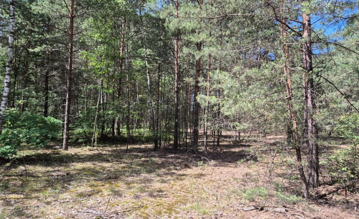 działka na wynajem - Tomaszów Mazowiecki (gw), Karolinów