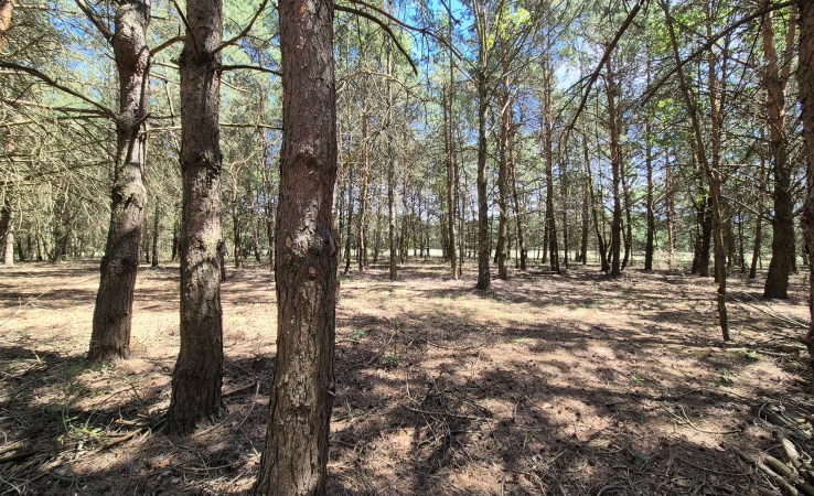 działka na wynajem - Mniszków, Prucheńsko Małe